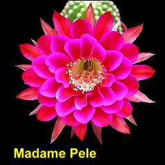 Madame Pele.4.1.jpg 